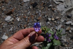 Penstemon glaber brandegeei