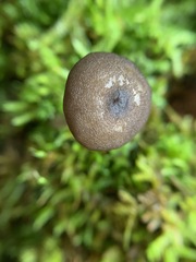 Entoloma fuscosquamosum