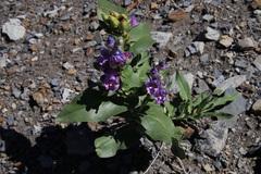 Penstemon glaber brandegeei