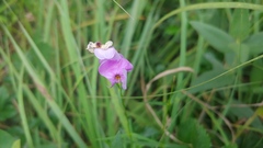 Phlox glaberrima interior