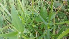 Phlox glaberrima interior