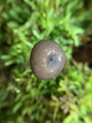Entoloma fuscosquamosum