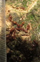 Crematogaster castanea