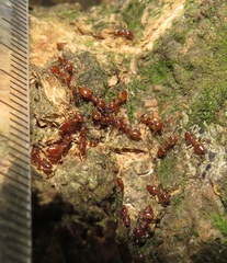 Crematogaster castanea