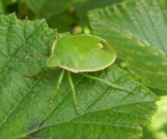 Chlorochroa persimilis