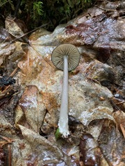 Entoloma fuscosquamosum