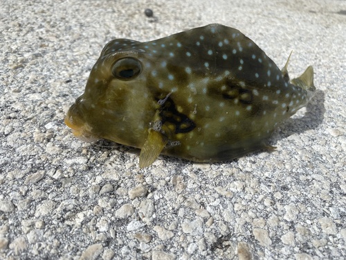 Buffalo trunkfish (Lactophrys trigonus) — Ostraciidae — 3