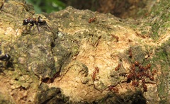 Camponotus arminius