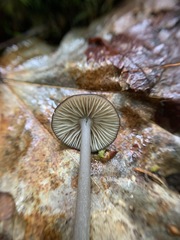 Entoloma fuscosquamosum