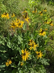 Rudbeckia californica