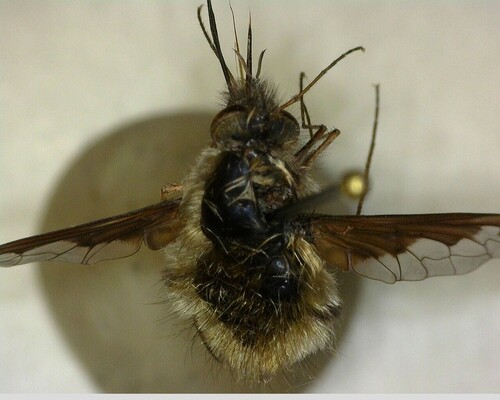 iNaturalist observation photo of Greater Bee Fly
