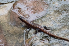 Tropidophorus microlepis