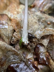 Entoloma fuscosquamosum