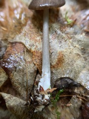 Entoloma fuscosquamosum