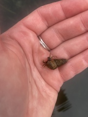 Pagurus granosimanus