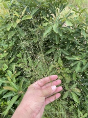 Eragrostis trichodes