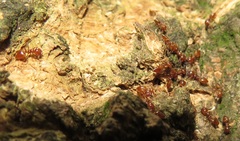 Crematogaster castanea