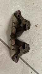 Arsenurinae
