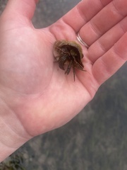 Pagurus granosimanus