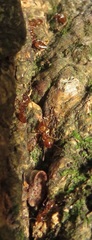 Crematogaster castanea