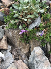 Penstemon rupicola