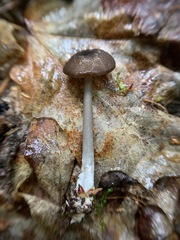 Entoloma fuscosquamosum
