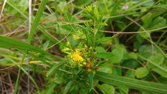 Hypericum adpressum