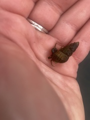 Pagurus granosimanus