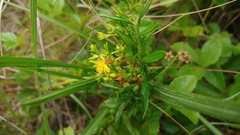 Hypericum adpressum
