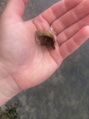 Pagurus granosimanus