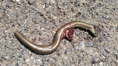 Chalcides striatus