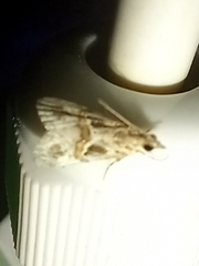 Euchromius cambridgei