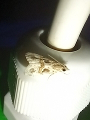 Euchromius cambridgei