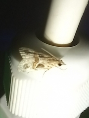 Euchromius cambridgei