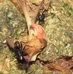 Camponotus arminius