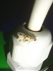 Euchromius cambridgei