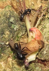 Camponotus arminius