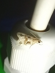 Euchromius cambridgei