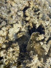Hemiscyllium ocellatum