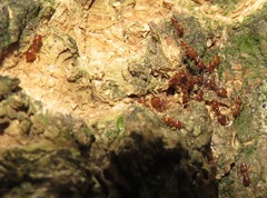 Crematogaster castanea