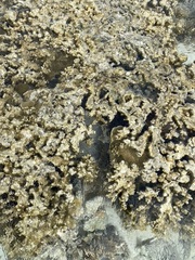 Hemiscyllium ocellatum