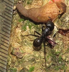 Camponotus arminius