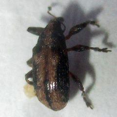 Amphibolocorynus varius