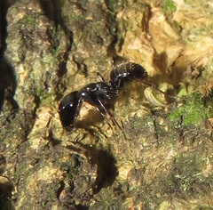 Camponotus arminius