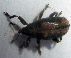 Amphibolocorynus varius