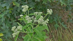 Eupatorium × truncatum