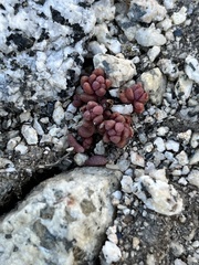 Sedum rupicola
