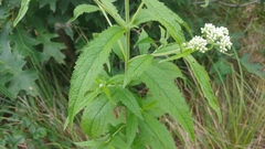 Eupatorium × truncatum