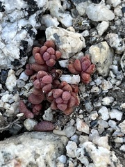 Sedum rupicola