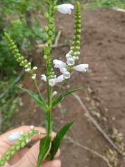 Physostegia angustifolia
